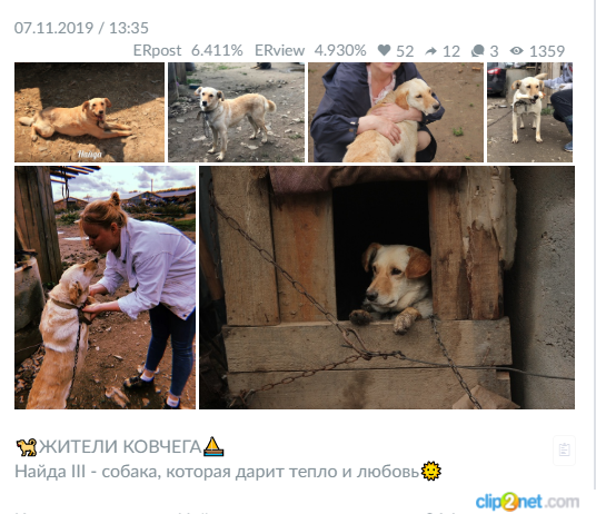 Кейс: продвижение аккаунта и реклама для передержки животных во ВКонтакте